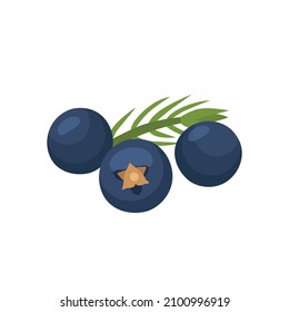 Flat vector of Juniper berries isolated on white background. Flat illustration graphic icon