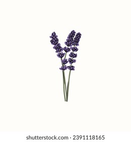 Ilustración de flores de lavanda vectorial plana