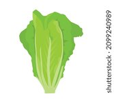 Flat vector of Lettuce isolated on white background. Flat illustration graphic icon