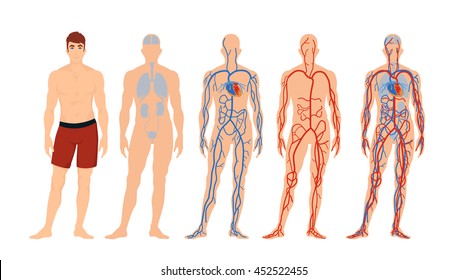 flat vector man characters blood circulation in the human anatomy medicine