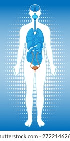 Flache medizinische Vektorgrafik der menschlichen Silhouette mit inneren Organen, blauem Farbverlauf-Hintergrund, vertikales Layout