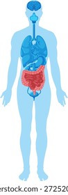 Flache medizinische Vektorgrafik der menschlichen Silhouette mit hervorgehobenem Gehirn, Lunge, Herz, Verdauungsorganen