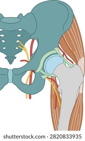 Flat vector medical illustration of the human hip joint anatomy showing pelvic bones, femur, muscles, ligaments, and sciatic nerve, ideal for orthopedic, anatomy, and healthcare education.