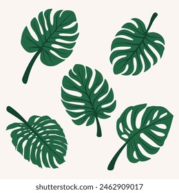 Vector plano Monstera Leaf Icon, Follaje y Diseño Botánico Conjunto de Plantilla, Aislado. Hojas Monstruosas Dibujadas A Mano Tropicales Verdes. Plantas Decorativas Exóticas