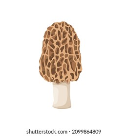 Flat vector of Morel mushroom isolated on white background. Flat illustration graphic icon