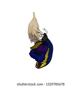Flat vector of newly born butterfly on cocoon. Flying insect with blue-yellow wings. Entomology theme