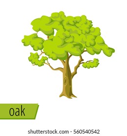 Flat vector oak tree. Isolated on white background