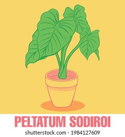 flat vector of a philodendron sodiroi on a pot