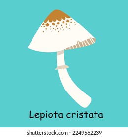 A flat vector of a poisonous mushroom isolated