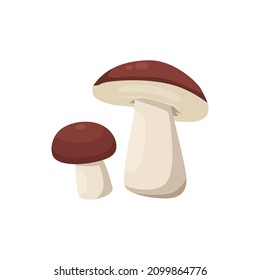 Flat vector of Porcini mushroom isolated on white background. Flat illustration graphic icon