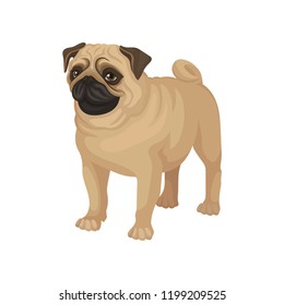 Flat vector portrait of standing pug puppy. Home pet. Small domestic dog with cute wrinkled face and curled tail