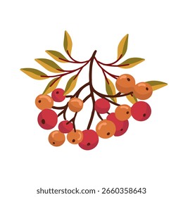 Flat vector rowan branch with yellow autumn leaves and fruits for seasonal design.