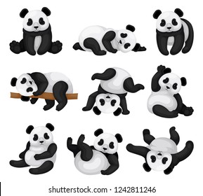 Flat vector set of adorable panda in different poses. Funny bamboo bear. Exotic animal