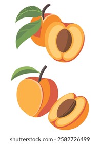 Flat Vector Set of Apricot Icons Juicy Summer Fruit and Branch with Flowers