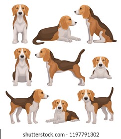 Flat vector set of beagle dog in different poses. Small hunting dog with brown-white coat and long ears. Puppy with cute muzzle