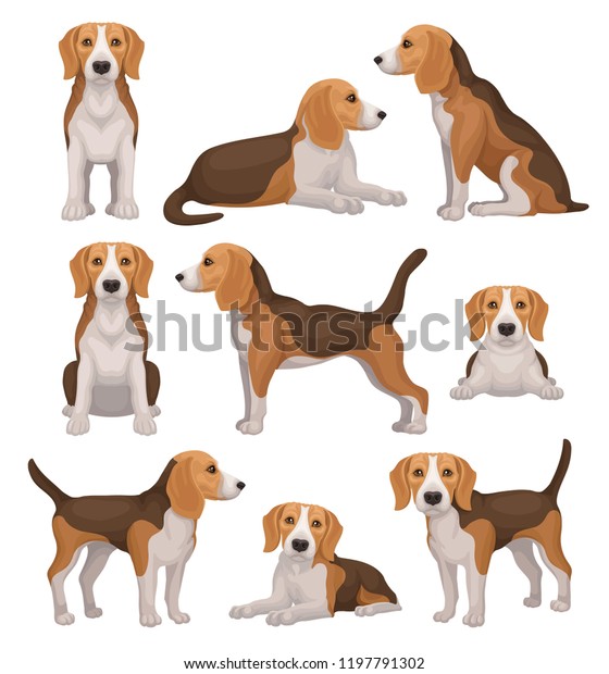 異なるポーズを持つビーグル犬のフラットなベクター画像セット 茶色の白いコートと長い耳を持つ小さな猟犬 かわいい鼻をした子犬 のベクター画像素材 ロイヤリティフリー