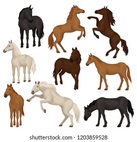 Flat vector set of brown, beige and black horses in different poses. Big mammal animals with hoofs, flowing mane and tail