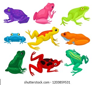 Flat vector set of cartoon frogs. Toads with short squat body, colorful smooth skin and long hind legs