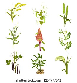 Flat vector set of cereals and legumes plants. Agricultural crop. Farming theme. Elements for product packaging