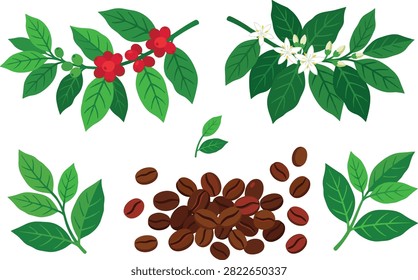 A flat vector set of coffee plant elements including blossoming flowers, ripe berries, leaves, and roasted coffee beans. Perfect for cafe branding, packaging, and agricultural designs.