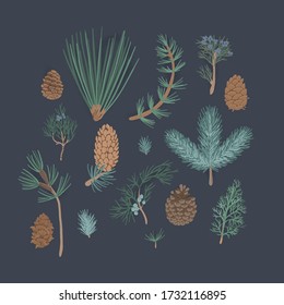 Flat vector set of coniferous plants branches.Holly berries, pine or fir cones, branch of mistletoe and coniferous trees. Hand drawn set on a dark blue background