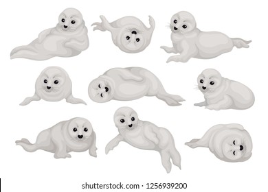 Flat vector set of cute seal pups in different poses. Arctic animal with gray coat and black shiny eyes. Marine mammal
