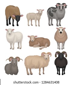 Flat vector set of cute sheeps and rams. Farm animals with woolly coat and curved horns. Domestic creature. Livestock farming