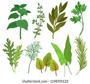 Flat vector set of different herbs. Aromatic plants used in culinary and medicine. Ingredients for flavoring dishes