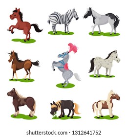 Flat vector set of different horses. Hoofed mammal animal. Wildlife and fauna theme. Elements for children book