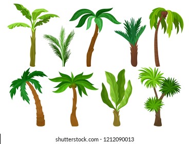 Flat vector set of different kinds of palm trees. Plants with bright green leaves. Natural landscape elements. Jungle flora