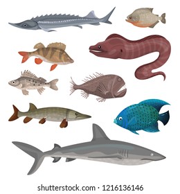 Flat Vector Set Of Different Predatory Fishes. Marine Creatures. Sea And Ocean Life Theme