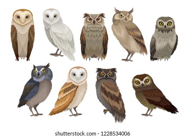 Плоский векторный набор разных видов сов. Дикие лесные птицы. Летающие существа. Элементы книги по орнитологии