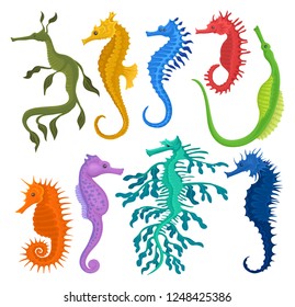 Flat vector set of different species of seahorses. Small marine fishes. Exotic sea animals