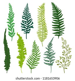 Flat vector set of different types of fern. Twigs with bright green leaves. Natural elements. Wild forest plant