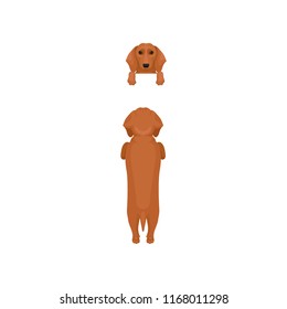 Flat vector set of dog poses. Front and back view of brown dachshund. Portrait of muzzle with paws hanging on border and full body