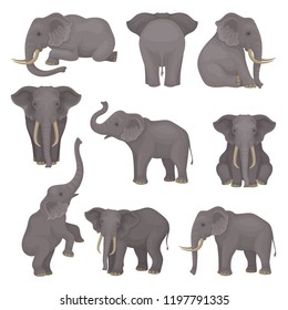 Flat vector set of elephants in different poses. African of Asian animals with large ears and long trunks. Wildlife theme