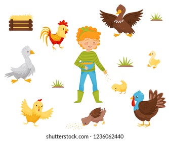 Flat vector set of farm birds, chicken nest and girl with bowl of grain. Domestic fowl. Agriculture theme