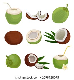 Flat vector set of fresh coconuts. Exotic cocktail. Natural and healthy food. Tropical fruit. Elements for product packaging or poster
