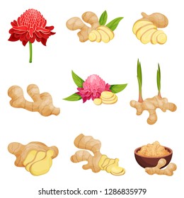 Flat vector set of ginger icons. Fresh roots with slices, flowers and powder. Aromatic spice. Natural food