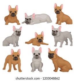 Flat vector set of gray and brown french bulldog puppies in different poses. Small breed of domestic dog. Home pet