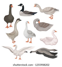 Flat vector set of gray and white geese in different actions. Wild and farm birds with long necks. Fauna theme