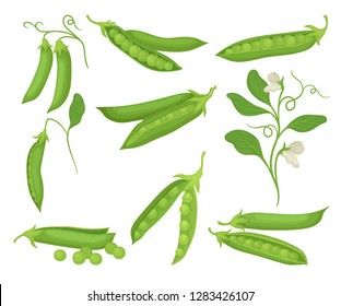 Flat vector set of green peas with pods. Natural and healthy food. Agricultural plant with flowers. Organic vegetable