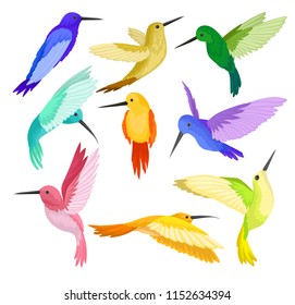 Flat vector set of hummingbirds with colorful plumage. Colibri bird with long thin beaks and bright feathers. Wildlife theme