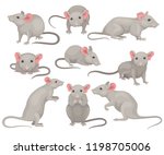 Flat vector set of mouse in different poses. Small rodent with gray coat, big pink ears and long tail. Cute domestic mice