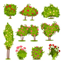 Flat Vector Set Of Roses Bushes. Flowering Garden Plants. Green Shrubs With Beautiful Flowers. Landscape Elements