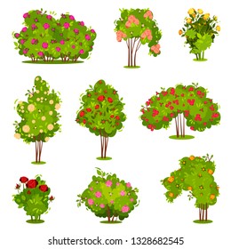 Flat vector set of roses bushes. Green shrubs with beautiful flowers. Garden plants. Natural landscape elements