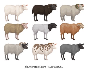 Flat vector set of sheeps and rams of different breeds. Domestic animal with woolly coat. Farm creature. Livestock farming svg