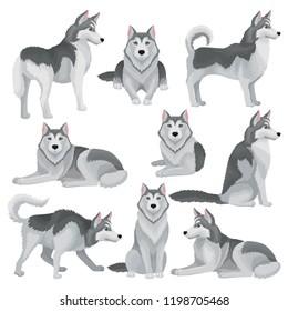 Flat vector set of Siberian husky in different poses. Adorable domestic dog with gray coat and blue shiny eyes. Home pet