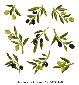 Flat vector set of small sprigs with leaves, green and black olives. Natural and healthy product. Organic food