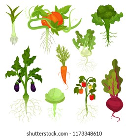 Flat vector set of vegetables with roots. Healthy nutrition. Natural food. Fresh garden products. Edible plants